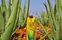 Vrste Aloe Vera