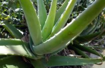 Vrste Aloe Vere
